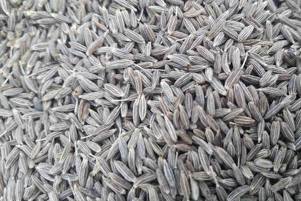 تصویر 1 از قیمت زیره سیاه برای معده با کیفیت خرید ارزان عمده